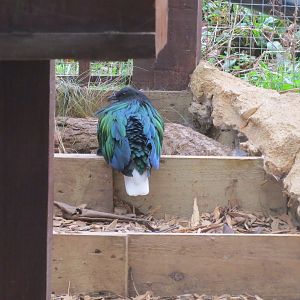 Nicobar pigeon 040319