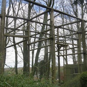 Lar gibbon outdoors 040319