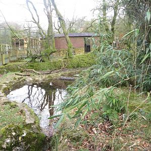Bush dog enclosure 040319