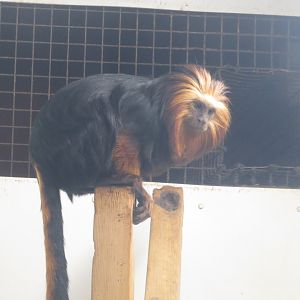 Golden-headed lion tamarin 040319