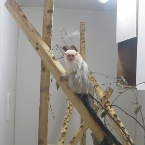 Silvery marmoset 040319