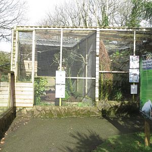 Aviaries 040319