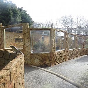 New enclosure for Cape porcupines 040319