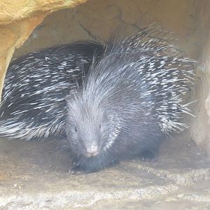 Cape porcupine 040319