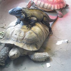 African spur-thighed tortoise and Rhinoceros iguana 040319
