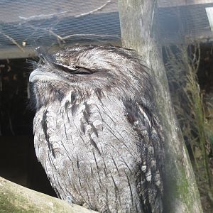 Tawny frogmouth 040319