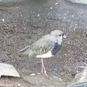 Southern lapwing 040319