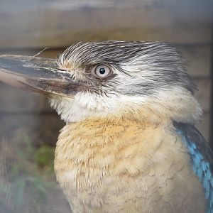 Blue-winged kookaburra 040319