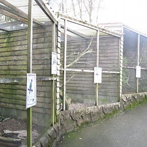 Aviaries 040319