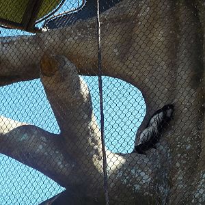 Colobus Monkeys is Kapok Tree