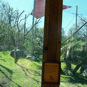 2nd New Bonobo Exhibit