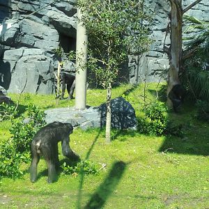 New Bonobo Exhibit