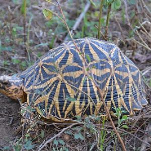 Star tortoise