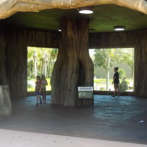 Gorilla viewing area