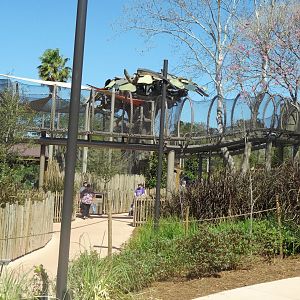 Various elevated trails for primates leading to Kapok Tree