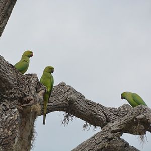 Rose-ringed parrots
