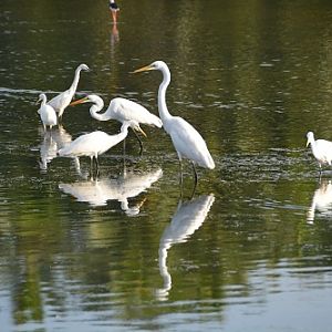 Egrets