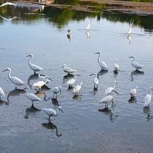Egrets