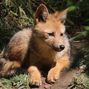 Andean fox