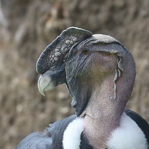 Andean condor