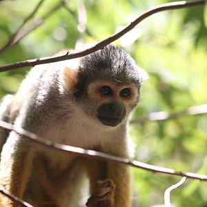 Squirrel monkey