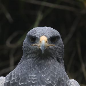 Black-chested buzzard-eagle