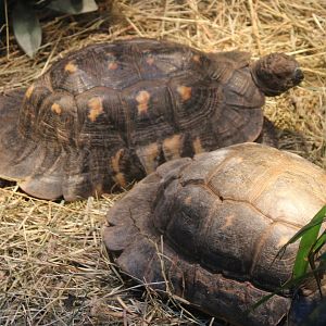 Marginated tortoises