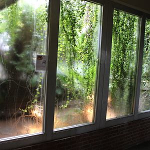 Enclosure Marginated tortoise