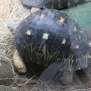 Radiated tortoise