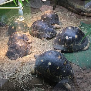 Radiated tortoise breeding-group