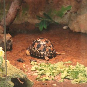 2018-hatched Radiated tortoise baby