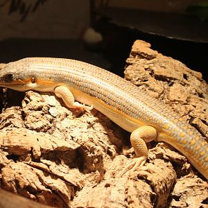 Schneider's skink