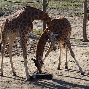 Kordofan giraffes (Giraffa camelopardalis antiquorum), Feb 16th, 2019