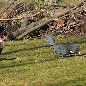Helmeted guineafowl (Numida meleagris), Feb 16th, 2019