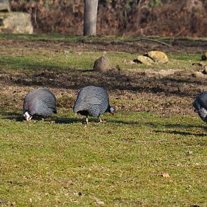 Helmeted guineafowl (Numida meleagris), Feb 16th, 2019