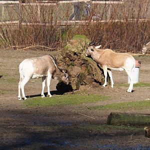 Addaxes (Addax nasomaculatus), Feb 16th, 2019