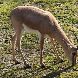 Slender-horned gazelle (Gazella leptoceros), Feb 16th, 2019