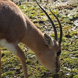 Slender-horned gazelle (Gazella leptoceros), Feb 16th, 2019
