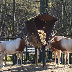 Scimitar-horned oryxes (Oryx dammah) feeding from hay rack (Feb 16th, 2019)