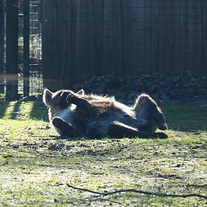 Spotted hyena (Crocuta crocuta), Feb 16th, 2019