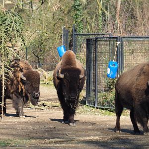 American plains bisons (Bison bison bison), Feb 16th, 2019
