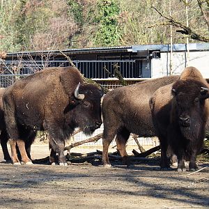 American plains bisons (Bison bison bison), Feb 16th, 2019