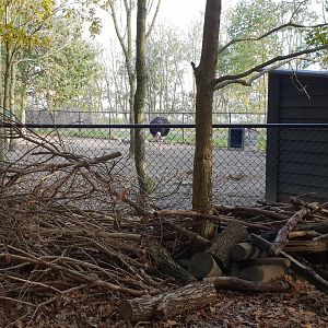 Enclosure Ostrich