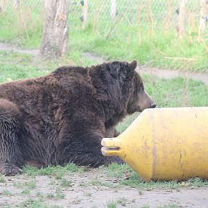 Brown bear with big "toy"