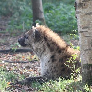 Spotted hyena