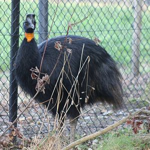 Golden-necked cassowary