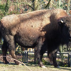 American plains bison (Bison bison bison), Feb 16th, 2019