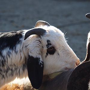 Damara goat (Capra aegagrus hircus), Feb 16th, 2019