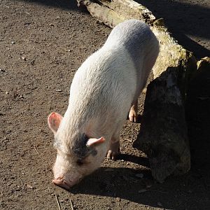 Potbelly pig (Sus scrofa domestica), Feb 16th, 2019