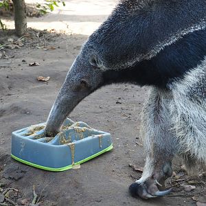 Giant anteater (Myrmecophaga tridactyla) with maze feeder (Feb 16th, 2019)